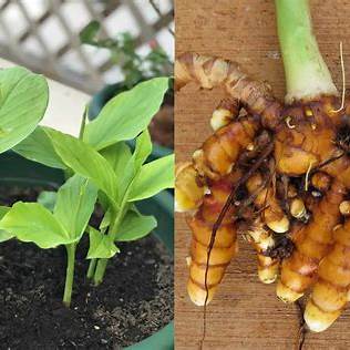 How to Grow Turmeric in Containers: A Step-by-Step Guide for Any Zone