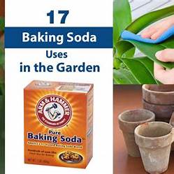14 Clever Ways Baking Soda Can Transform Your Garden (Gardener’s Best Friend!)