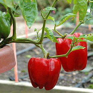 7 Amazing Secrets to Grow Peppers Faster, Bigger and Better: Tips for a Mega Harvest