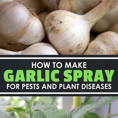 Garlic: Nature’s Bold Defense Against Pests and the Secret Weapon Hiding in Your Kitchen