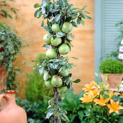 How to Grow Avocado in a Pot and Enjoy Delicious Homegrown Fruit: A Comprehensive Guide for 2025