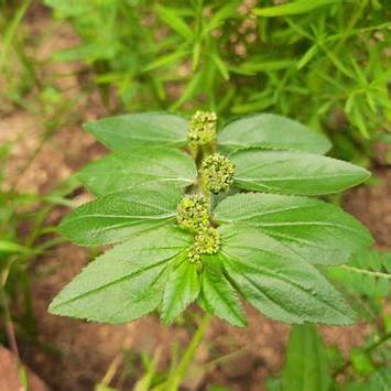 Euphorbia hirta: A Deep Dive into the Benefits and Safe Use of this Remarkable Herb