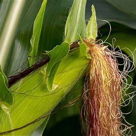 Unveiling the Golden Elixir: 7 Powerful Benefits of Corn Silk and How to Harness Them in 2025