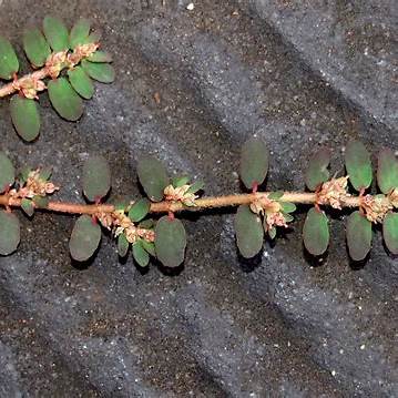 Euphorbia Thymifolia: Unearthing the Remarkable Healing Potential of a Tiny Creeping Herb