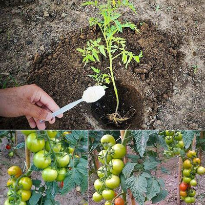 How to Grow the Best Tomatoes: Planting Methods and Essential Care Tips for a Bountiful Harvest in 2025