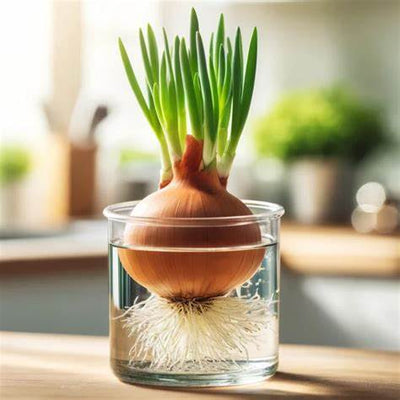 How to Grow Onions in Water: A Simple Joy You Can Start Today