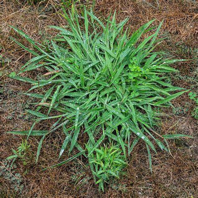 The Ultimate Guide to Crabgrass: Understanding and Defeating This Annoying Lawn Invader