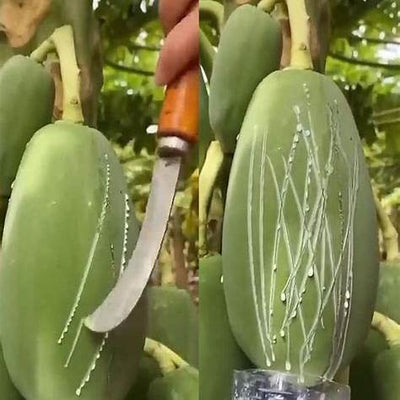 The Secret Power of Papaya’s Milky Sap: Nature’s Hidden Healer