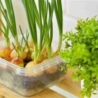 How to Grow Onions in Plastic Cups: A Beginner’s Guide to Harvesting at Home