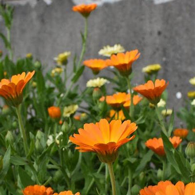 Unlocking the Power of Calendula: The Healing Flower Hidden in Plain Sight