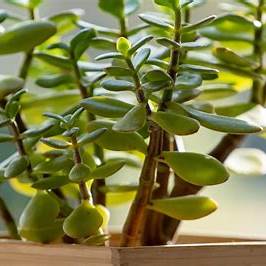 The Jade Plant: The Humble Houseplant with Remarkable Benefits