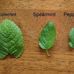 Mint Leaves: Benefits, Uses, and How to Grow This Refreshing Herb