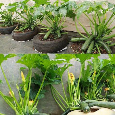 Growing Zucchini in Containers at Home: A 2025 Comprehensive Guide to Abundant Harvests