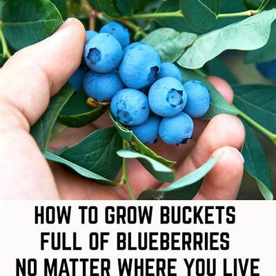 Unlock Your Inner Berry Farmer: How to Grow Buckets Full of Blueberries Anywhere You Live