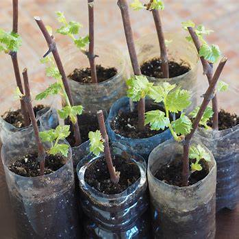 From Pruning Shears to Vineyards: The Ultimate Guide to Growing Grapevines from Cuttings