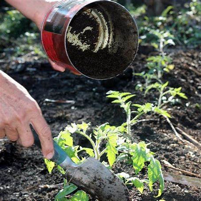 7 Things You Should Put in Your Tomato Planting Hole for Juicy, Bountiful Tomatoes