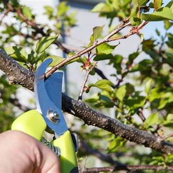 The Art and Science of Pruning Apricot Trees in Spring: A Comprehensive, Hands-On Guide for 2025
