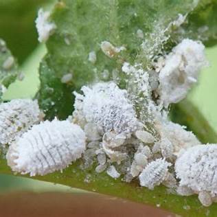 Conquering the Cottony Chaos: Your Ultimate Guide to Natural Mealybug Removal and Plant Rescue in 2025
