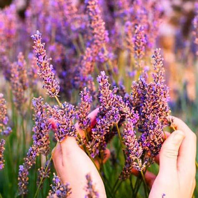 Lavender Plant Symbolism: Unveiling the Mystical Meanings of Healing, Protection, Luck & Harnessing Its Power