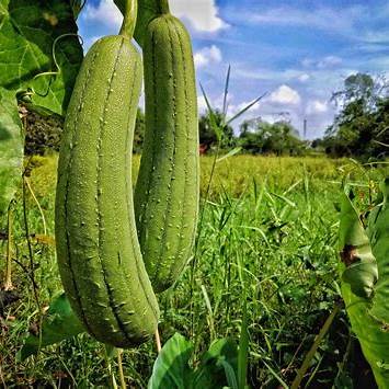 The Ultimate Guide to Growing Luffa: From Seed to Sustainable Sponge