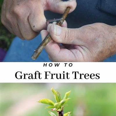 Mastering the Art of Fruit Tree Grafting: A Comprehensive Guide for Growers in 2025