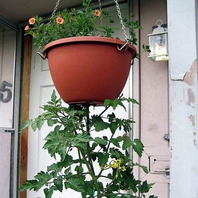 Why and How to Grow Upside-Down Tomatoes: Space-Saving Tips for Juicy Harvests in 2025
