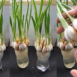 How to Grow Garlic Using Only Water & a Plastic Bottle: The Ultimate DIY Guide for 2025
