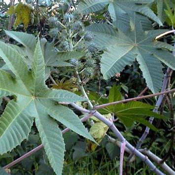 10 Powerful Castor Leaves Benefits That You Probably Didn’t Know