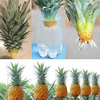 How to Grow Pineapples in Water at Home: A Comprehensive Guide for 2025