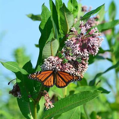 The Hidden Power of Common Milkweed: 7 Ways This Wild Plant Heals the Land and the Heart