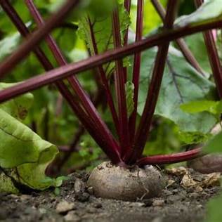 How to Grow and Care for Beetroot at Home: A Complete Beginner's Guide