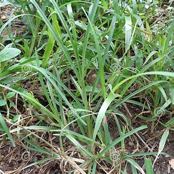 Goosegrass (Eleusine indica): Unlocking the 20+ Powerful Benefits and Uses of This Common Backyard Herb