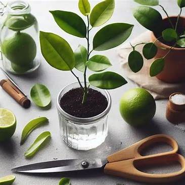 Cultivating Your Own Citrus Paradise: A Deep Dive into Lime Leaf Propagation
