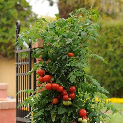 Top Tomato Varieties for Successful Container Gardening in 2025: An Extensive Guide