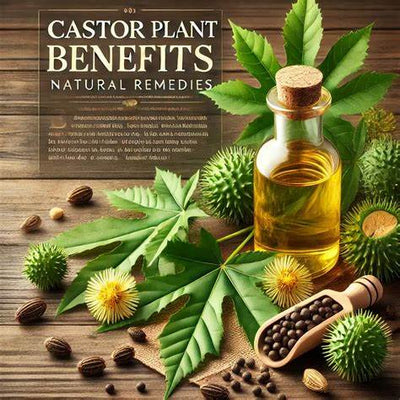 The Abundant Healing Secrets of Castor Leaves and Seeds: Unveiling Nature’s Hidden Pharmacy