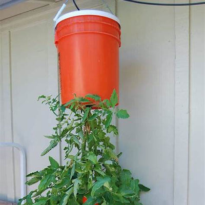 Why and How to Grow Upside Down Tomatoes: A Space-Saving Gardening Hack