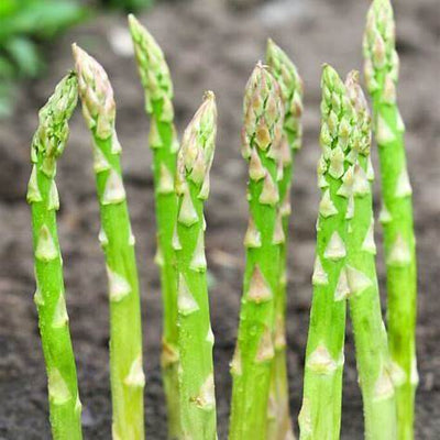 The Secrets to Growing Asparagus from Seed for Years of Increasing Harvests
