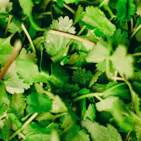 Cilantro Def What Is Cilantro and What Does It Taste Like? A Beginner’s Guide