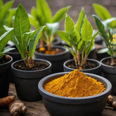 Mastering Turmeric Container Gardening: A Comprehensive Guide for All Growing Zones in 2025