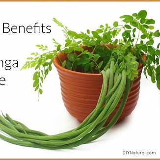 The Miracle Tree: Exploring the 10+ Health Benefits of Moringa and How to Use It