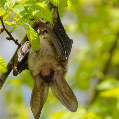 Why Your Garden Needs Bats: A Comprehensive Guide to Attracting These Nighttime Helpers
