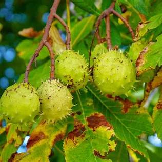 Horse Chestnut: The Ancient Tree That Revives Tired Legs and Circulation