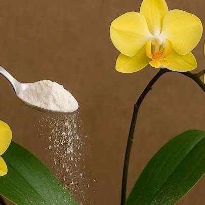 The Simple Powder That Brings Orchids Back to Life: A Comprehensive ...
