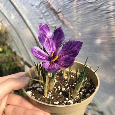 The Ultimate Guide to Growing Saffron in Containers at Home: A Beginner's & Enthusiast's Dream in 2025