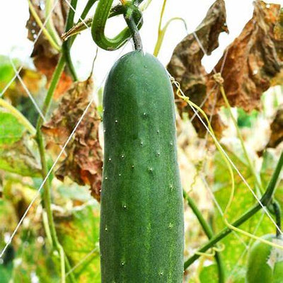How to Grow Cucumbers for Quick Harvest, Bountiful Yield & Crispy Fruit