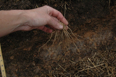 How to Grow Asparagus: A Beginner-to-Intermediate Guide for a Thriving Patch