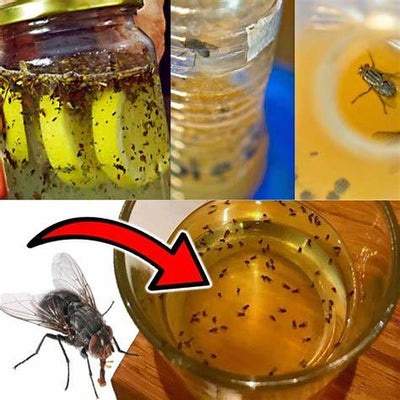 How to Naturally Banish Flies and Mosquitoes from Your Garden for Good