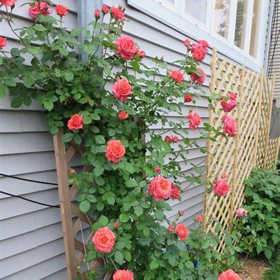 How to Grow Climbing Roses on a Trellis: Beauty That Learns to Rise