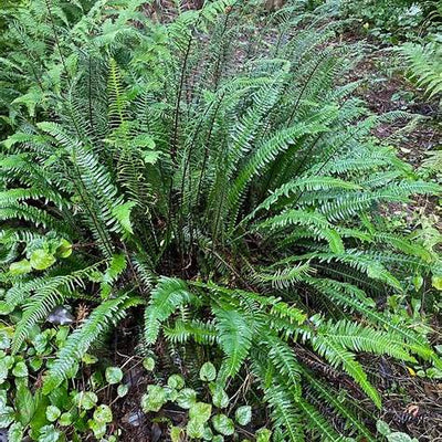 Blechnaceae: The Ancient Fern Family with Modern Healing Power