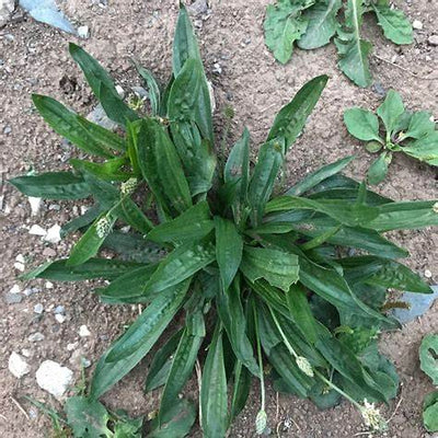 Unlocking the Secrets of Plantago Lanceolata: A Comprehensive Guide to its Benefits and Uses in Natural Healing